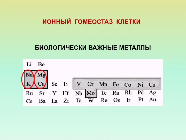 БИОЛОГИЧЕСКИ ВАЖНЫЕ МЕТАЛЛЫ ИОННЫЙ ГОМЕОСТАЗ КЛЕТКИ