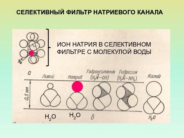 СЕЛЕКТИВНЫЙ ФИЛЬТР НАТРИЕВОГО КАНАЛА ИОН НАТРИЯ В СЕЛЕКТИВНОМ ФИЛЬТРЕ С МОЛЕКУЛОЙ ВОДЫ Н2О Н2О