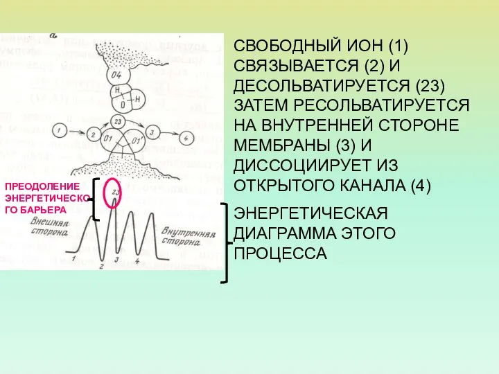 СВОБОДНЫЙ ИОН (1) СВЯЗЫВАЕТСЯ (2) И ДЕСОЛЬВАТИРУЕТСЯ (23) ЗАТЕМ РЕСОЛЬВАТИРУЕТСЯ НА