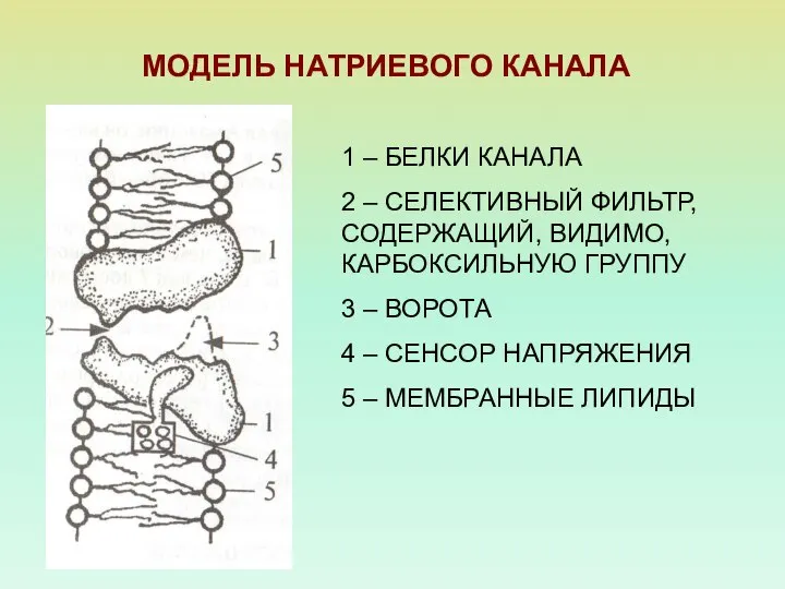 МОДЕЛЬ НАТРИЕВОГО КАНАЛА 1 – БЕЛКИ КАНАЛА 2 – СЕЛЕКТИВНЫЙ ФИЛЬТР,