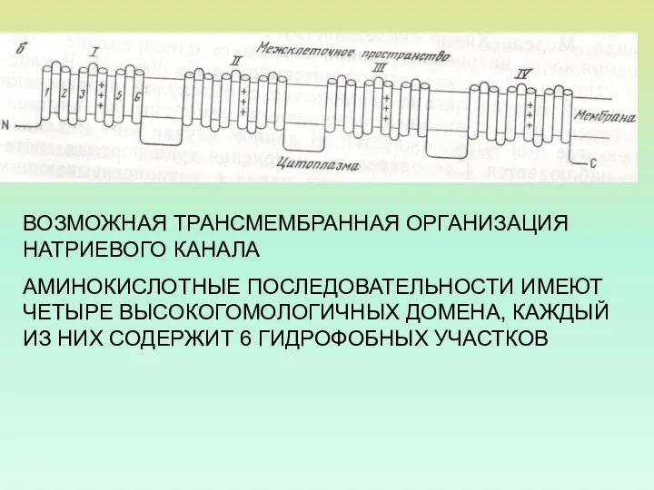 ВОЗМОЖНАЯ ТРАНСМЕМБРАННАЯ ОРГАНИЗАЦИЯ НАТРИЕВОГО КАНАЛА АМИНОКИСЛОТНЫЕ ПОСЛЕДОВАТЕЛЬНОСТИ ИМЕЮТ ЧЕТЫРЕ ВЫСОКОГОМОЛОГИЧНЫХ ДОМЕНА,