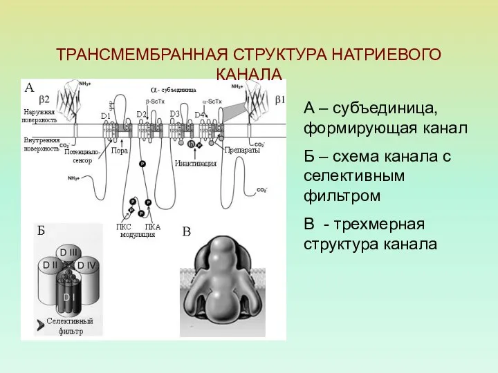 ТРАНСМЕМБРАННАЯ СТРУКТУРА НАТРИЕВОГО КАНАЛА А – субъединица, формирующая канал Б –