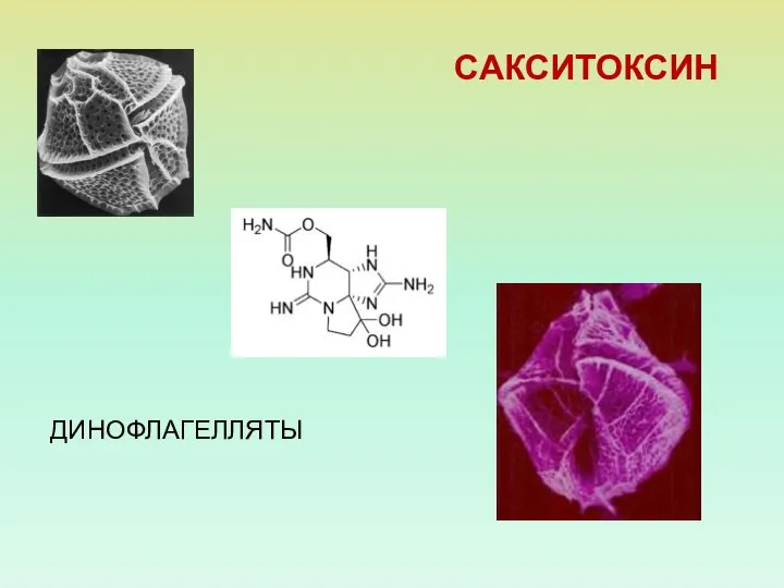 САКСИТОКСИН ДИНОФЛАГЕЛЛЯТЫ