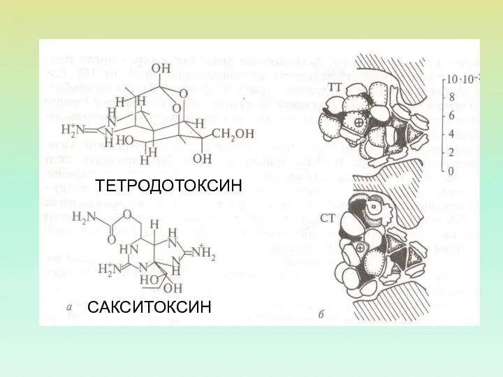 ТЕТРОДОТОКСИН САКСИТОКСИН
