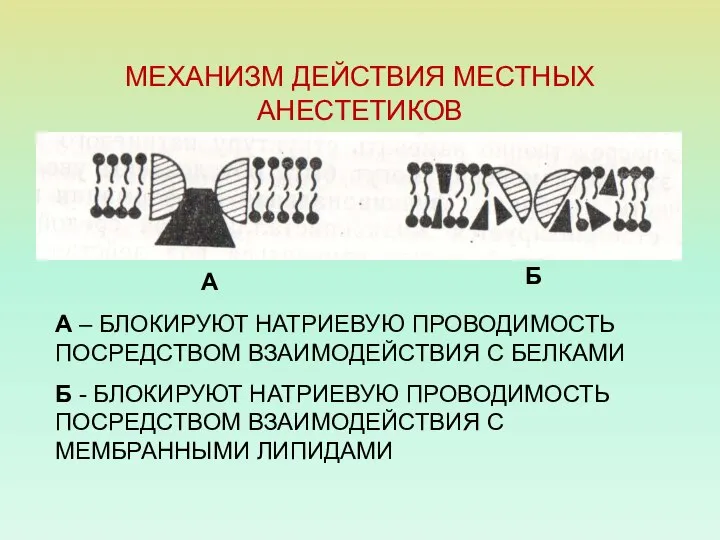 МЕХАНИЗМ ДЕЙСТВИЯ МЕСТНЫХ АНЕСТЕТИКОВ А – БЛОКИРУЮТ НАТРИЕВУЮ ПРОВОДИМОСТЬ ПОСРЕДСТВОМ ВЗАИМОДЕЙСТВИЯ