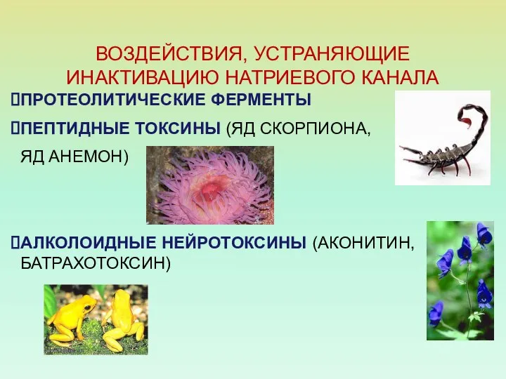 ВОЗДЕЙСТВИЯ, УСТРАНЯЮЩИЕ ИНАКТИВАЦИЮ НАТРИЕВОГО КАНАЛА ПРОТЕОЛИТИЧЕСКИЕ ФЕРМЕНТЫ ПЕПТИДНЫЕ ТОКСИНЫ (ЯД СКОРПИОНА,