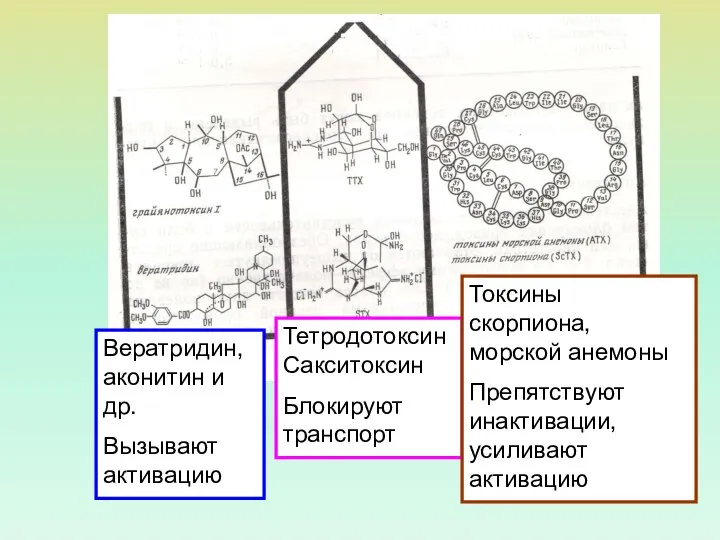 ТетродотоксинСакситоксин Блокируют транспорт Токсины скорпиона, морской анемоны Препятствуют инактивации, усиливают активацию