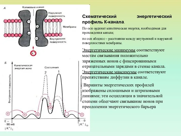 Схематический энергетический профиль К-канала. По оси ординат кинетическая энергия, необходимая для