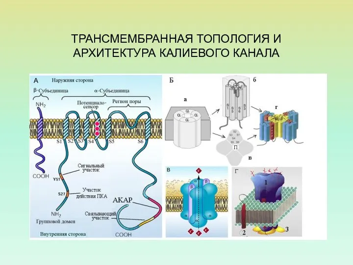 ТРАНСМЕМБРАННАЯ ТОПОЛОГИЯ И АРХИТЕКТУРА КАЛИЕВОГО КАНАЛА