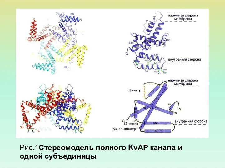 Рис.1Стереомодель полного KvAP канала и одной субъединицы