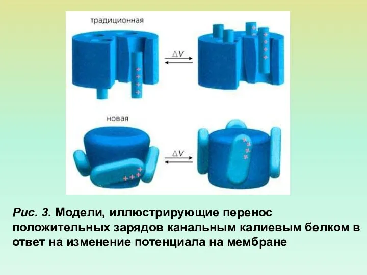 Рис. 3. Модели, иллюстрирующие перенос положительных зарядов канальным калиевым белком в