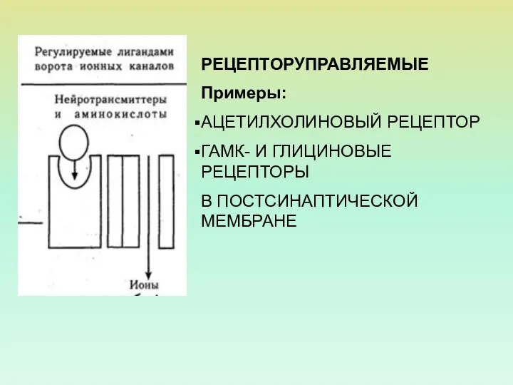 РЕЦЕПТОРУПРАВЛЯЕМЫЕ Примеры: АЦЕТИЛХОЛИНОВЫЙ РЕЦЕПТОР ГАМК- И ГЛИЦИНОВЫЕ РЕЦЕПТОРЫ В ПОСТСИНАПТИЧЕСКОЙ МЕМБРАНЕ