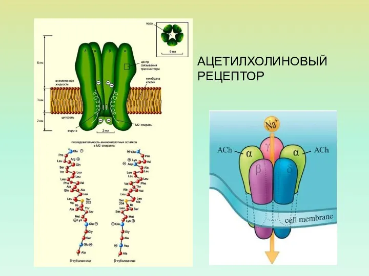 АЦЕТИЛХОЛИНОВЫЙ РЕЦЕПТОР