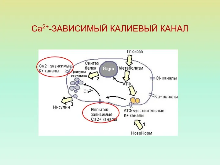 Са2+-ЗАВИСИМЫЙ КАЛИЕВЫЙ КАНАЛ