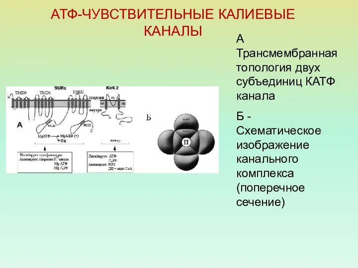 АТФ-ЧУВСТВИТЕЛЬНЫЕ КАЛИЕВЫЕ КАНАЛЫ А Трансмембранная топология двух субъединиц КАТФ канала Б