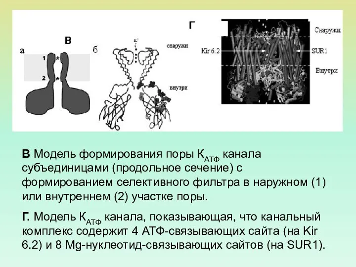 В Модель формирования поры КАТФ канала субъединицами (продольное сечение) с формированием
