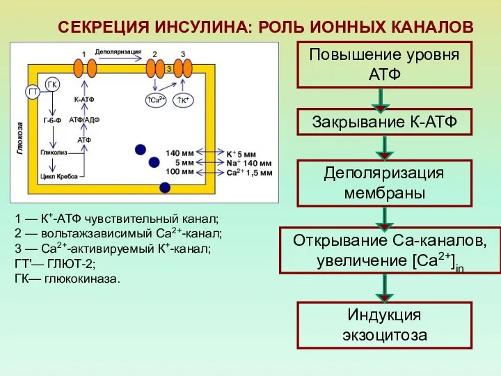 СЕКРЕЦИЯ ИНСУЛИНА: РОЛЬ ИОННЫХ КАНАЛОВ 1 — К+-АТФ чувствительный канал; 2