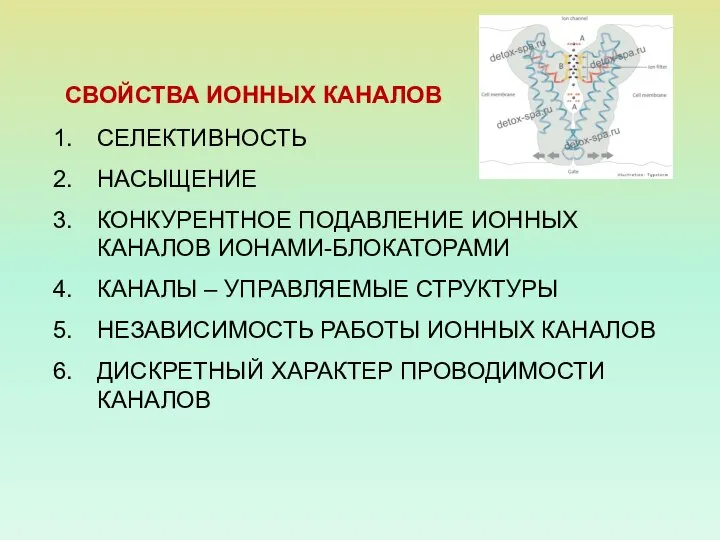 СВОЙСТВА ИОННЫХ КАНАЛОВ СЕЛЕКТИВНОСТЬ НАСЫЩЕНИЕ КОНКУРЕНТНОЕ ПОДАВЛЕНИЕ ИОННЫХ КАНАЛОВ ИОНАМИ-БЛОКАТОРАМИ КАНАЛЫ