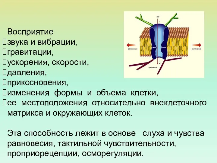 Восприятие звука и вибрации, гравитации, ускорения, скорости, давления, прикосновения, изменения формы