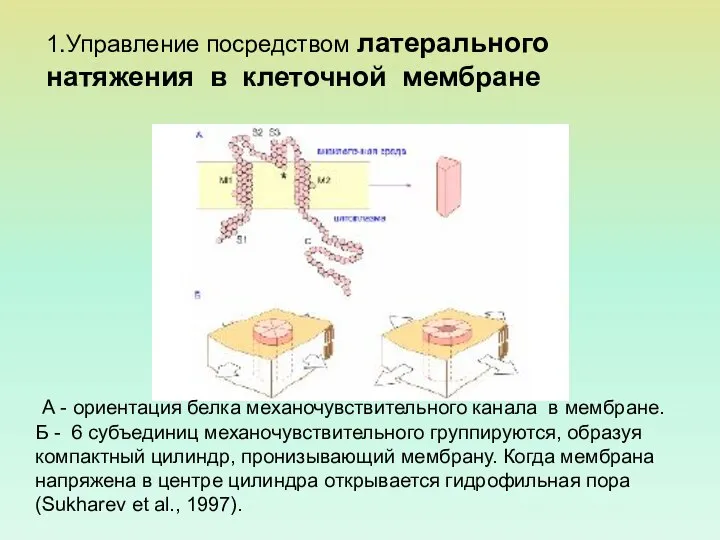 А - ориентация белка механочувствительного канала в мембране. Б - 6