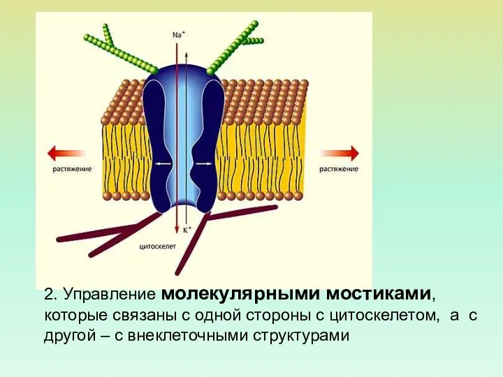 2. Управление молекулярными мостиками, которые связаны с одной стороны с цитоскелетом,