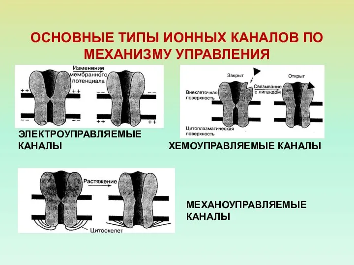 ОСНОВНЫЕ ТИПЫ ИОННЫХ КАНАЛОВ ПО МЕХАНИЗМУ УПРАВЛЕНИЯ ЭЛЕКТРОУПРАВЛЯЕМЫЕ КАНАЛЫ ХЕМОУПРАВЛЯЕМЫЕ КАНАЛЫ МЕХАНОУПРАВЛЯЕМЫЕ КАНАЛЫ