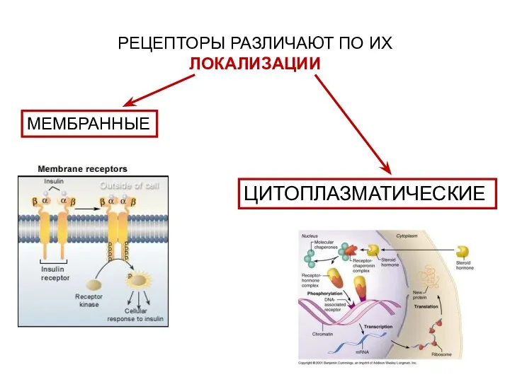 ЦИТОПЛАЗМАТИЧЕСКИЕ РЕЦЕПТОРЫ РАЗЛИЧАЮТ ПО ИХ ЛОКАЛИЗАЦИИ МЕМБРАННЫЕ