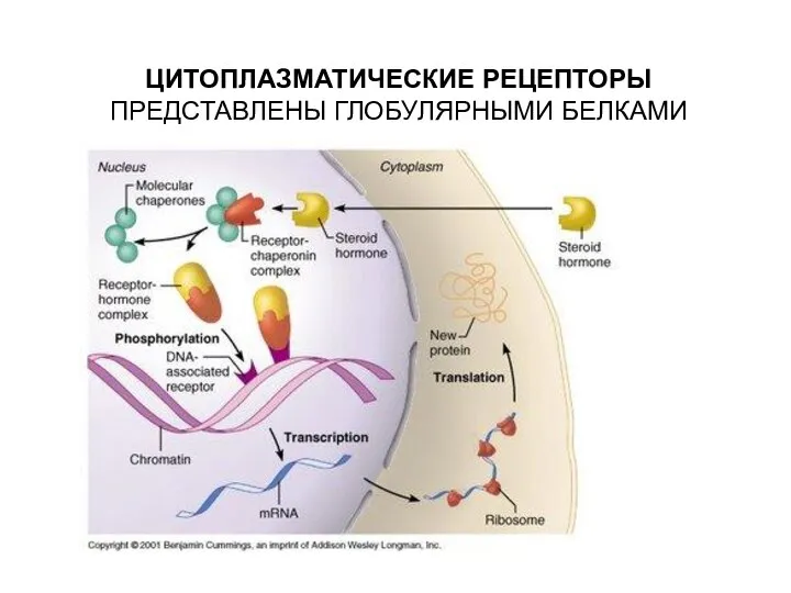 ЦИТОПЛАЗМАТИЧЕСКИЕ РЕЦЕПТОРЫ ПРЕДСТАВЛЕНЫ ГЛОБУЛЯРНЫМИ БЕЛКАМИ