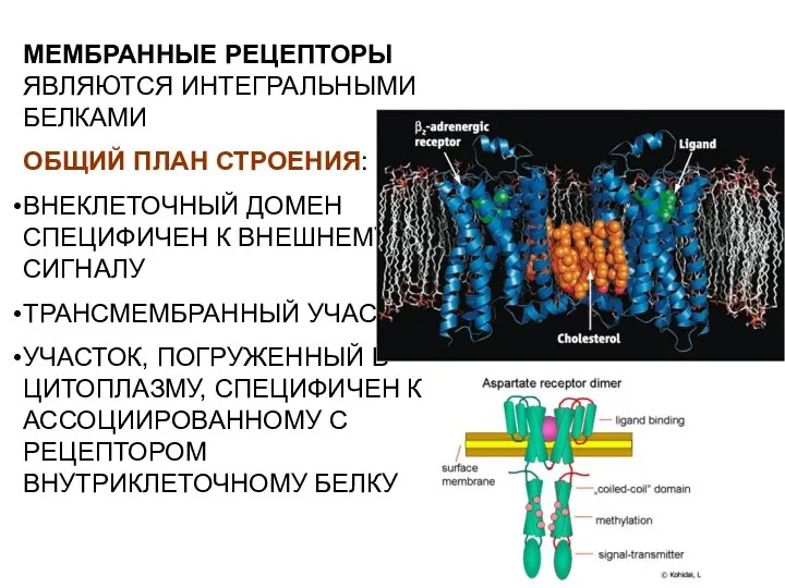 МЕМБРАННЫЕ РЕЦЕПТОРЫ ЯВЛЯЮТСЯ ИНТЕГРАЛЬНЫМИ БЕЛКАМИ ОБЩИЙ ПЛАН СТРОЕНИЯ: ВНЕКЛЕТОЧНЫЙ ДОМЕН СПЕЦИФИЧЕН