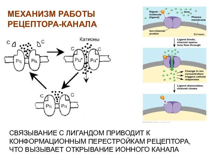 СВЯЗЫВАНИЕ С ЛИГАНДОМ ПРИВОДИТ К КОНФОРМАЦИОННЫМ ПЕРЕСТРОЙКАМ РЕЦЕПТОРА, ЧТО ВЫЗЫВАЕТ ОТКРЫВАНИЕ ИОННОГО КАНАЛА МЕХАНИЗМ РАБОТЫ РЕЦЕПТОРА-КАНАЛА