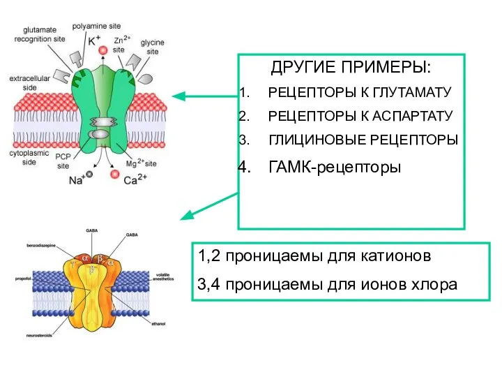 ДРУГИЕ ПРИМЕРЫ: РЕЦЕПТОРЫ К ГЛУТАМАТУ РЕЦЕПТОРЫ К АСПАРТАТУ ГЛИЦИНОВЫЕ РЕЦЕПТОРЫ ГАМК-рецепторы