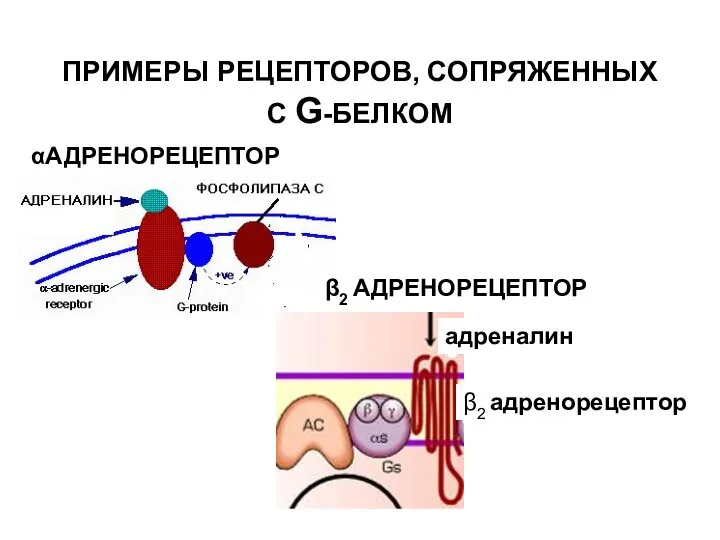 ПРИМЕРЫ РЕЦЕПТОРОВ, СОПРЯЖЕННЫХ С G-БЕЛКОМ αАДРЕНОРЕЦЕПТОР β2 АДРЕНОРЕЦЕПТОР