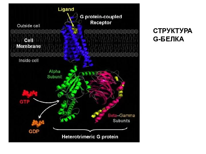 СТРУКТУРА G-БЕЛКА