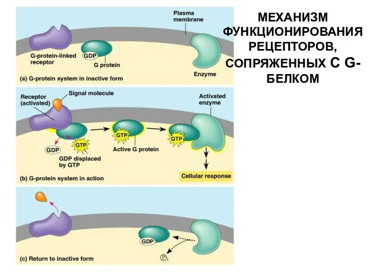 МЕХАНИЗМ ФУНКЦИОНИРОВАНИЯ РЕЦЕПТОРОВ, СОПРЯЖЕННЫХ С G-БЕЛКОМ