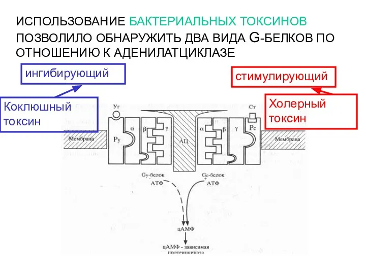 ИСПОЛЬЗОВАНИЕ БАКТЕРИАЛЬНЫХ ТОКСИНОВ ПОЗВОЛИЛО ОБНАРУЖИТЬ ДВА ВИДА G-БЕЛКОВ ПО ОТНОШЕНИЮ К