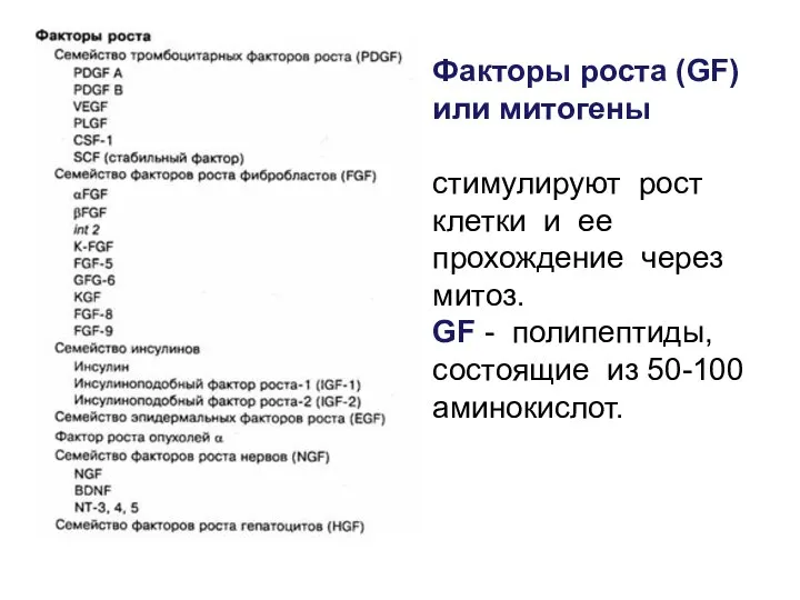 Факторы роста (GF) или митогены стимулируют рост клетки и ее прохождение