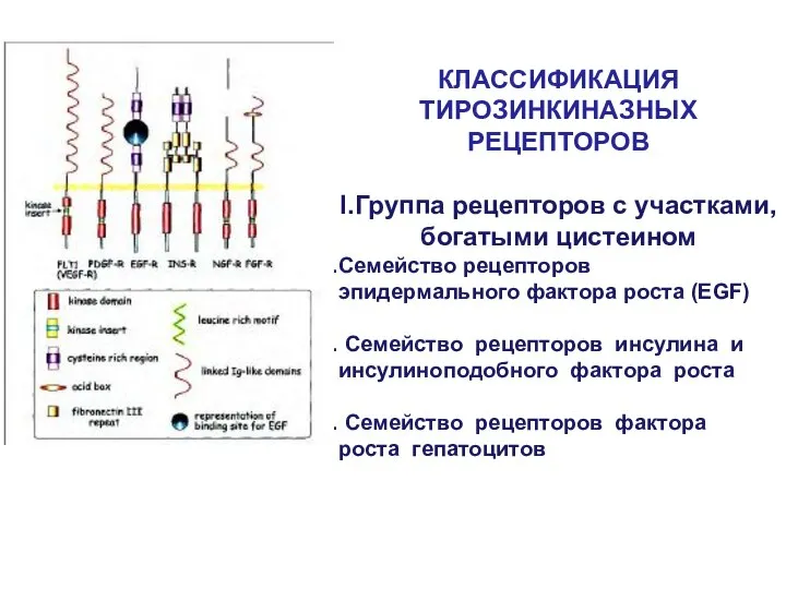 КЛАССИФИКАЦИЯ ТИРОЗИНКИНАЗНЫХ РЕЦЕПТОРОВ I.Группа рецепторов с участками, богатыми цистеином Семейство рецепторов