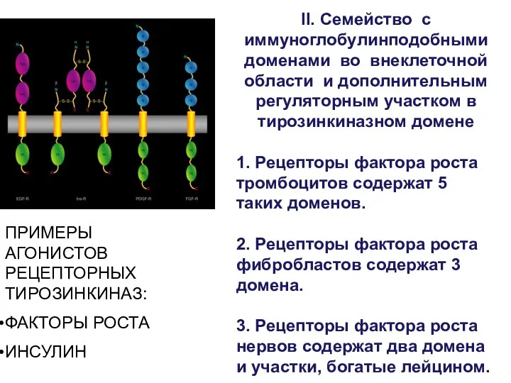 ПРИМЕРЫ АГОНИСТОВ РЕЦЕПТОРНЫХ ТИРОЗИНКИНАЗ: ФАКТОРЫ РОСТА ИНСУЛИН II. Семейство с иммуноглобулинподобными