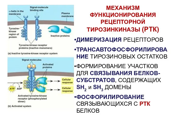 МЕХАНИЗМ ФУНКЦИОНИРОВАНИЯ РЕЦЕПТОРНОЙ ТИРОЗИНКИНАЗЫ (РТК) ДИМЕРИЗАЦИЯ РЕЦЕПТОРОВ ТРАНСАВТОФОСФОРИЛИРОВАНИЕ ТИРОЗИНОВЫХ ОСТАТКОВ ФОРМИРОВАНИЕ