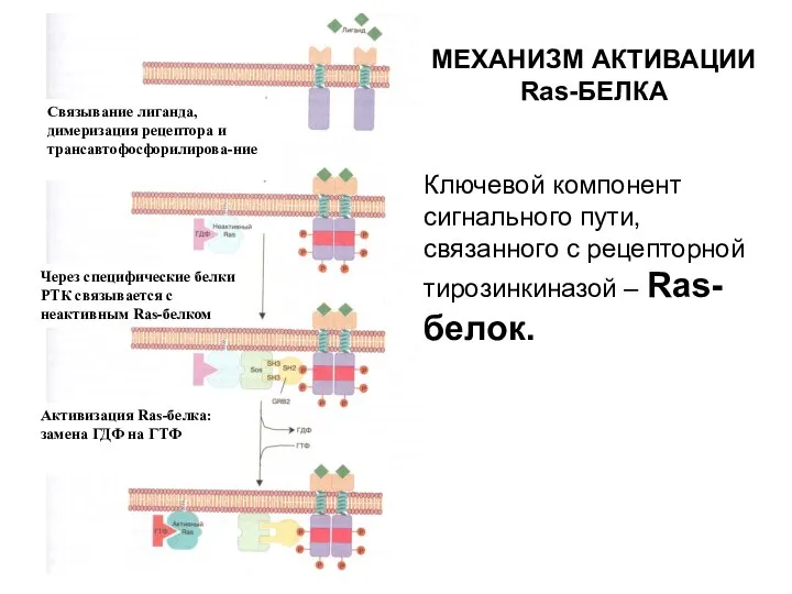 МЕХАНИЗМ АКТИВАЦИИ Ras-БЕЛКА Ключевой компонент сигнального пути, связанного с рецепторной тирозинкиназой