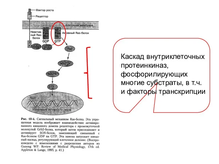 Каскад внутриклеточных протеинкиназ, фосфорилирующих многие субстраты, в т.ч. и факторы транскрипции