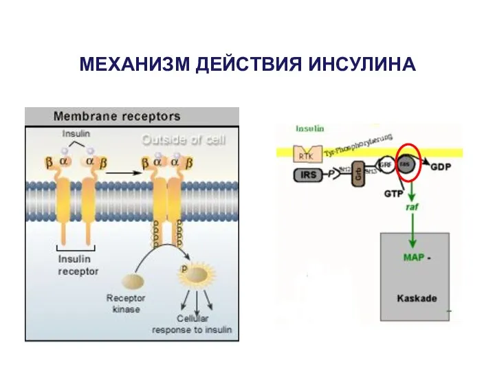 МЕХАНИЗМ ДЕЙСТВИЯ ИНСУЛИНА