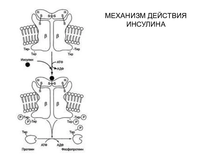 МЕХАНИЗМ ДЕЙСТВИЯ ИНСУЛИНА