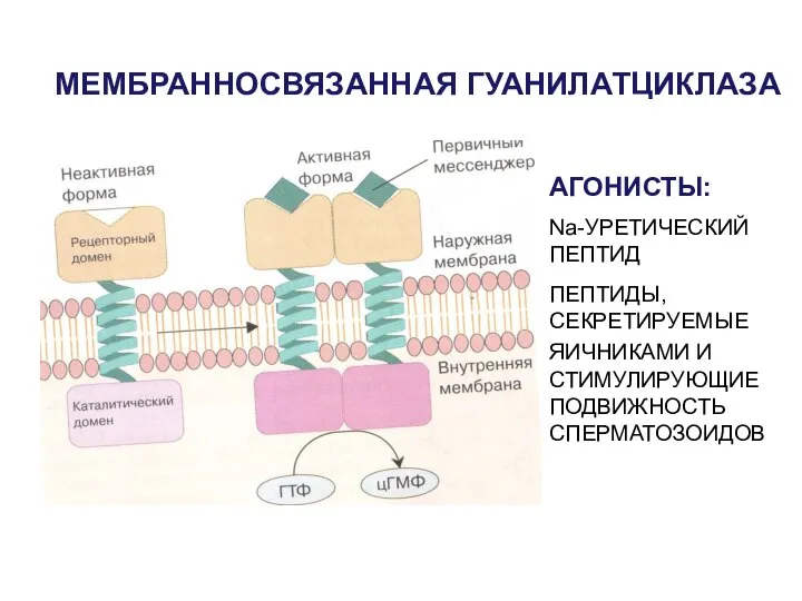 МЕМБРАННОСВЯЗАННАЯ ГУАНИЛАТЦИКЛАЗА АГОНИСТЫ: Na-УРЕТИЧЕСКИЙ ПЕПТИД ПЕПТИДЫ, СЕКРЕТИРУЕМЫЕ ЯИЧНИКАМИ И СТИМУЛИРУЮЩИЕ ПОДВИЖНОСТЬ СПЕРМАТОЗОИДОВ