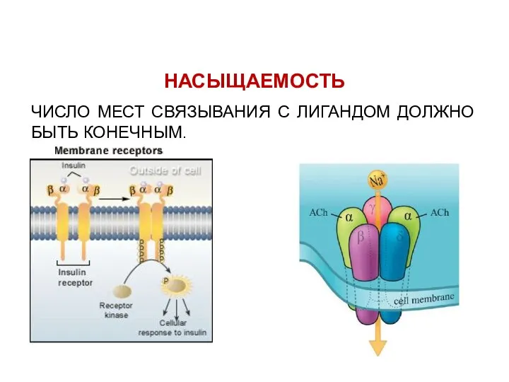 НАСЫЩАЕМОСТЬ ЧИСЛО МЕСТ СВЯЗЫВАНИЯ С ЛИГАНДОМ ДОЛЖНО БЫТЬ КОНЕЧНЫМ.