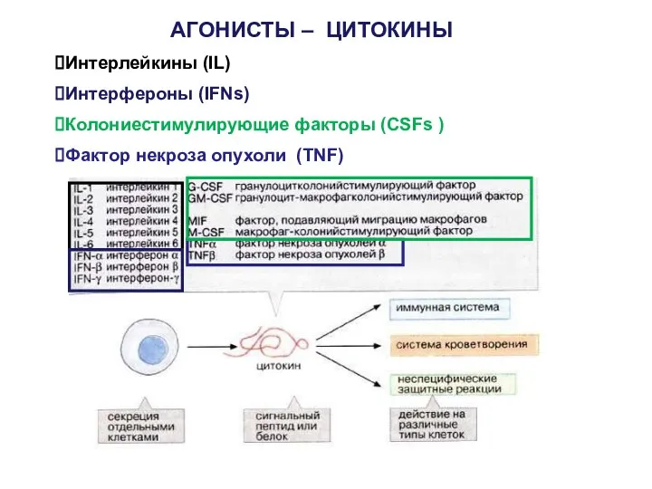 АГОНИСТЫ – ЦИТОКИНЫ Интерлейкины (IL) Интерфероны (IFNs) Колониестимулирующие факторы (CSFs ) Фактор некроза опухоли (TNF)