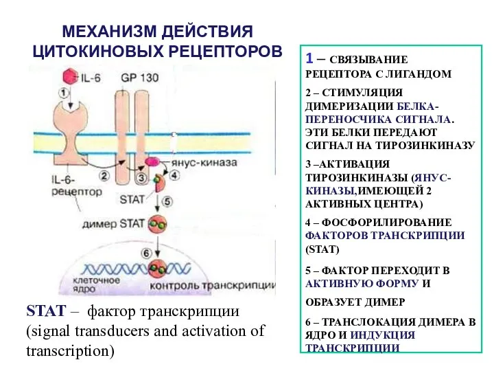 МЕХАНИЗМ ДЕЙСТВИЯ ЦИТОКИНОВЫХ РЕЦЕПТОРОВ 1 – СВЯЗЫВАНИЕ РЕЦЕПТОРА С ЛИГАНДОМ 2