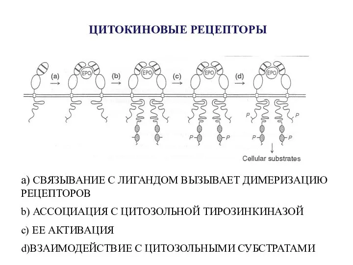 ЦИТОКИНОВЫЕ РЕЦЕПТОРЫ а) СВЯЗЫВАНИЕ С ЛИГАНДОМ ВЫЗЫВАЕТ ДИМЕРИЗАЦИЮ РЕЦЕПТОРОВ b) АССОЦИАЦИЯ