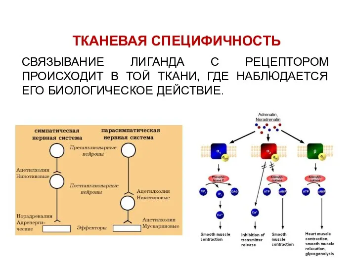 ТКАНЕВАЯ СПЕЦИФИЧНОСТЬ СВЯЗЫВАНИЕ ЛИГАНДА С РЕЦЕПТОРОМ ПРОИСХОДИТ В ТОЙ ТКАНИ, ГДЕ НАБЛЮДАЕТСЯ ЕГО БИОЛОГИЧЕСКОЕ ДЕЙСТВИЕ.