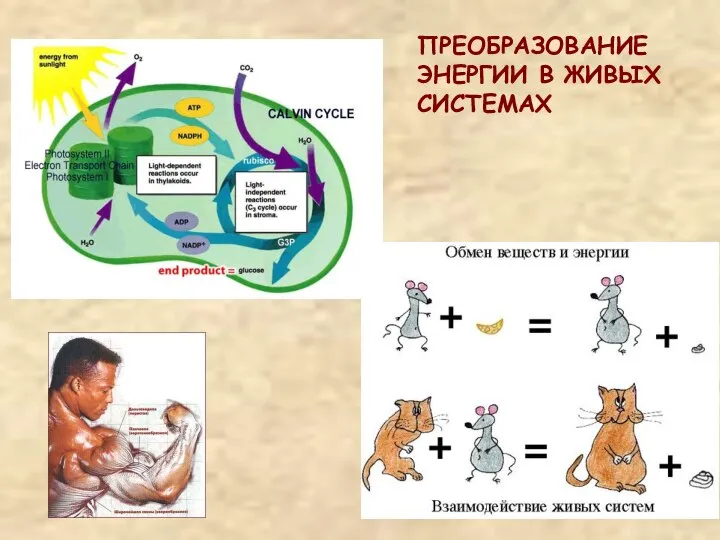 ПРЕОБРАЗОВАНИЕ ЭНЕРГИИ В ЖИВЫХ СИСТЕМАХ